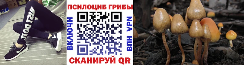 OMG ссылки  Пролетарск  Галлюциногенные грибы Psilocybine cubensis 